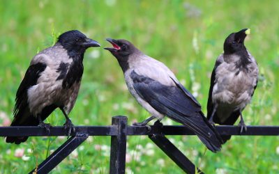 HOW TO KEEP BIRDS AWAY FROM YOUR WOOD FENCE: TIPS & TRICKS!