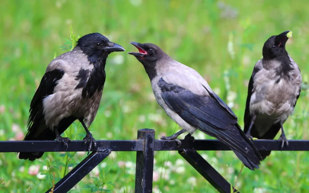 HOW TO KEEP BIRDS AWAY FROM YOUR WOOD FENCE: TIPS & TRICKS!